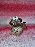 Kira, a female Shih Tzu for sale in Belleview, FL – Photo 5 of 10