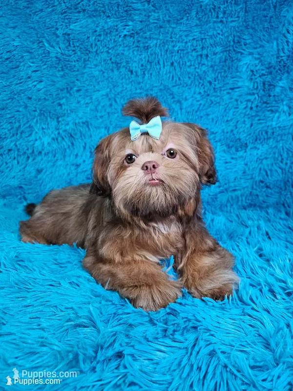 Milo  – Shih Tzu puppy for sale in Belleview, FL