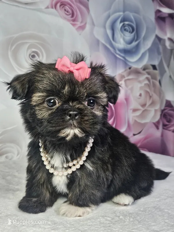 Ash – Shih Tzu puppy for sale in Belleview, FL