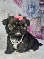 Ash, a female Shih Tzu for sale in Belleview, FL – 1 of 10