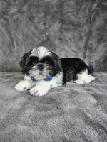 Leny, a male Shih Tzu for sale in Belleview, FL – 9 of 10