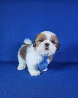 Noah , a male Shih Tzu for sale in Belleview, FL – 3 of 10
