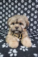 Otto, a male Shih Tzu for sale in Belleview, FL – 4 of 10