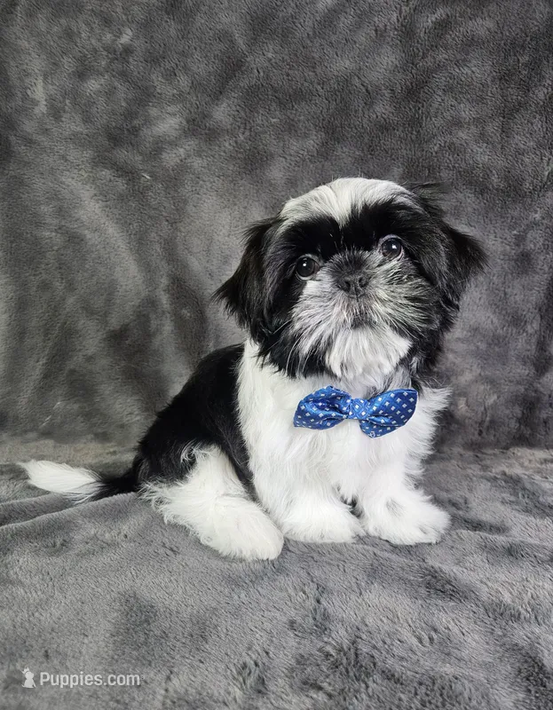 Leny – Shih Tzu puppy for sale in Belleview, FL