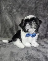 Leny, a male Shih Tzu for sale in Belleview, FL – 2 of 10