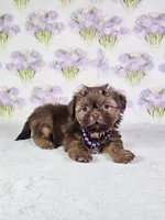 Chanel , a female Shih Tzu for sale in Belleview, FL – 7 of 10