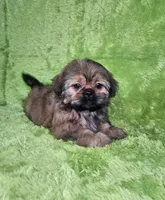 Samuel , a male Shih Tzu for sale in Belleview, FL – 4 of 10