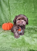 Milo , a male Shih Tzu for sale in Belleview, FL – 4 of 7