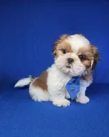 Noah , a male Shih Tzu for sale in Belleview, FL – 4 of 10