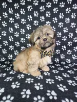 Otto, a male Shih Tzu for sale in Belleview, FL – 1 of 10