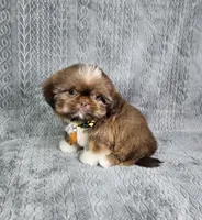 Cooper , a male Shih Tzu for sale in Belleview, FL – 8 of 10