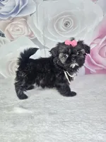 Ash, a female Shih Tzu for sale in Belleview, FL – 6 of 10