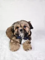 Polo, a male Shih Tzu for sale in Belleview, FL – 5 of 10