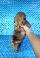 Justin , a male Shih Tzu for sale in Belleview, FL – 5 of 10