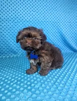Hershey , a male Shih Tzu for sale in Belleview, FL – 8 of 10