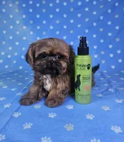 Nugget , a male Shih Tzu for sale in Belleview, FL – 9 of 10
