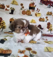 Coco (Prapso) , a male Shih Tzu for sale in Belleview, FL – 10 of 10