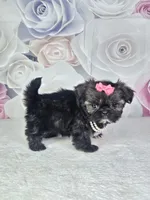 Ash, a female Shih Tzu for sale in Belleview, FL – 7 of 10