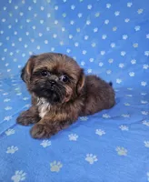 Nugget , a male Shih Tzu for sale in Belleview, FL – 2 of 10