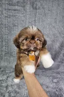 Cooper , a male Shih Tzu for sale in Belleview, FL – 3 of 10