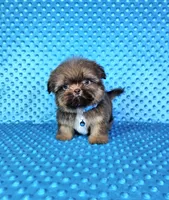 Justin , a male Shih Tzu for sale in Belleview, FL – 9 of 10