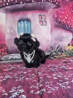 Mila, a female Shih Tzu for sale in Belleview, FL – 7 of 10