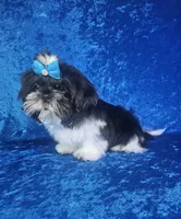 Leny, a male Shih Tzu for sale in Belleview, FL – 6 of 10