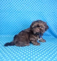 Hershey , a male Shih Tzu for sale in Belleview, FL – 7 of 10