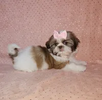 Aitana, a female Shih Tzu for sale in Belleview, FL – 5 of 10