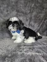Leny, a male Shih Tzu for sale in Belleview, FL – 10 of 10