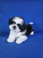 Luis , a male Shih Tzu for sale in Belleview, FL – 10 of 10