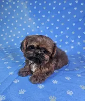 Nugget , a male Shih Tzu for sale in Belleview, FL – 10 of 10