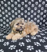 Otto, a male Shih Tzu for sale in Belleview, FL – 9 of 10