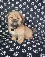 Samuel , a male Shih Tzu for sale in Belleview, FL – 5 of 10