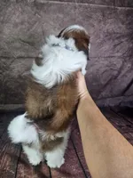 Lewis , a male Shih Tzu for sale in Belleview, FL – 2 of 10