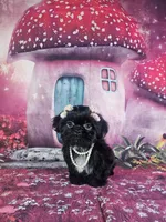 Mila, a female Shih Tzu for sale in Belleview, FL – 3 of 10