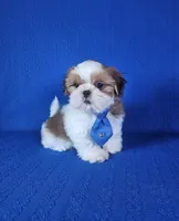Noah , a male Shih Tzu for sale in Belleview, FL – 2 of 10