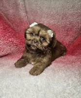 May, a female Shih Tzu for sale in Belleview, FL – 5 of 10
