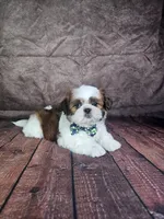 Lewis , a male Shih Tzu for sale in Belleview, FL – 1 of 10