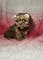 May, a female Shih Tzu for sale in Belleview, FL – 2 of 10