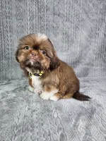 Cooper , a male Shih Tzu for sale in Belleview, FL – 4 of 10