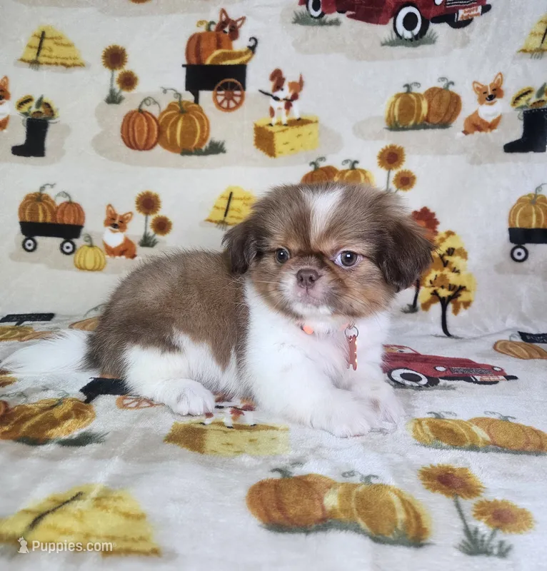 Coco (Prapso)  – Shih Tzu puppy for sale in Belleview, FL