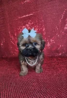 Ladybug , a female Shih Tzu for sale in Belleview, FL – 3 of 10