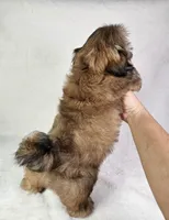 Polo, a male Shih Tzu for sale in Belleview, FL – 7 of 10