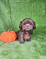 Milo , a male Shih Tzu for sale in Belleview, FL – 5 of 7