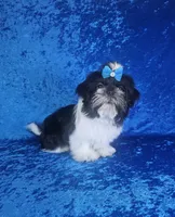 Leny, a male Shih Tzu for sale in Belleview, FL – 5 of 10