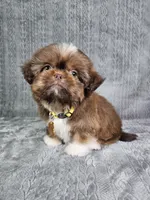 Cooper , a male Shih Tzu for sale in Belleview, FL – 5 of 10