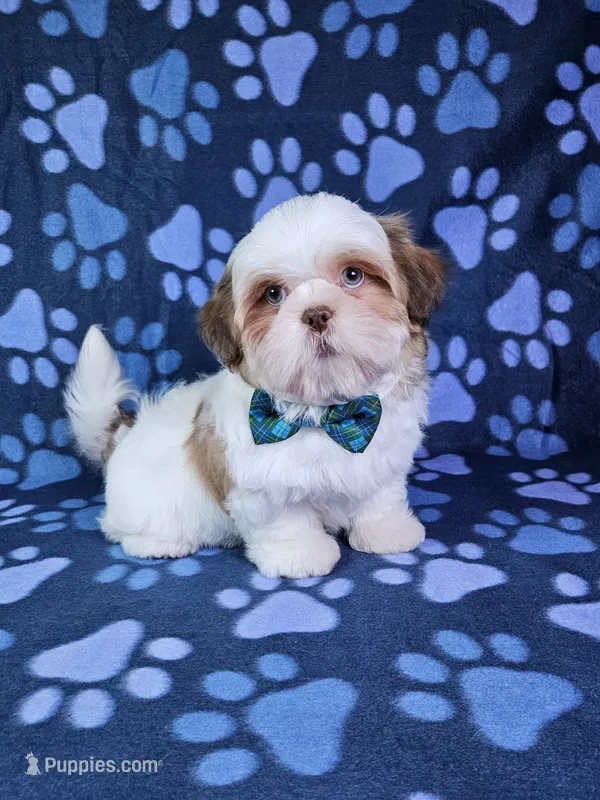 Bentley  – Shih Tzu puppy for sale in Belleview, FL