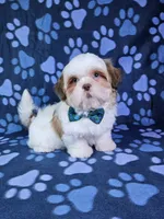 Bentley , a male Shih Tzu for sale in Belleview, FL – 1 of 10