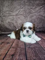 Lewis , a male Shih Tzu for sale in Belleview, FL – 8 of 10
